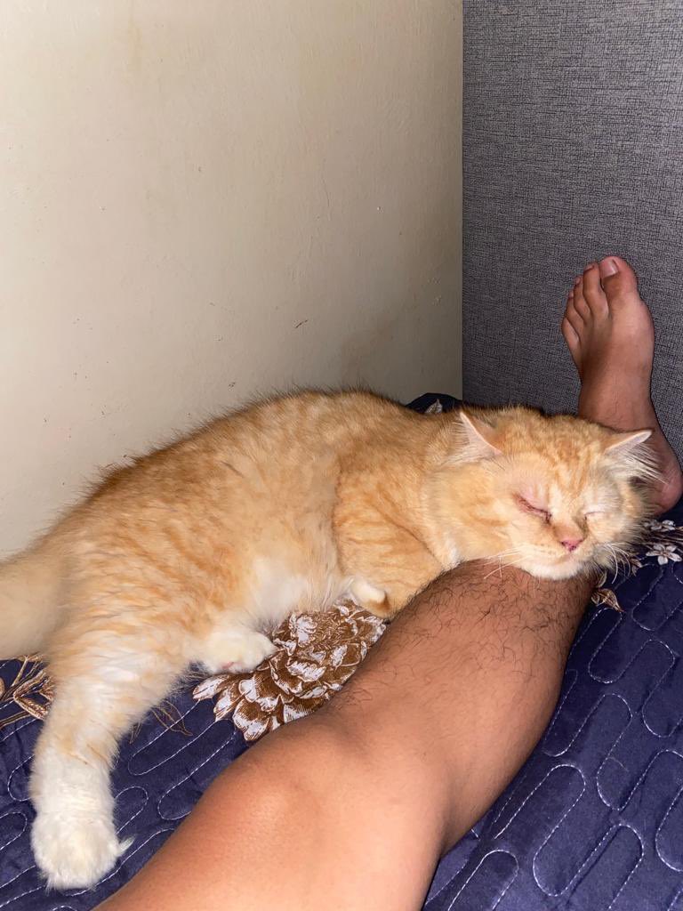 ifrhnshh's tweet photo. Terima kasih sayang sebab sentiasa ada tolong jagakan mommy and adik D, Rehat cukup cukup tau sayang kat sana, Sentiasa datang dalam mimpi daddy sayang ❤️

loveyoumilo (20.06.2023) ❤️ https://t.co/Ep35iRNlJE