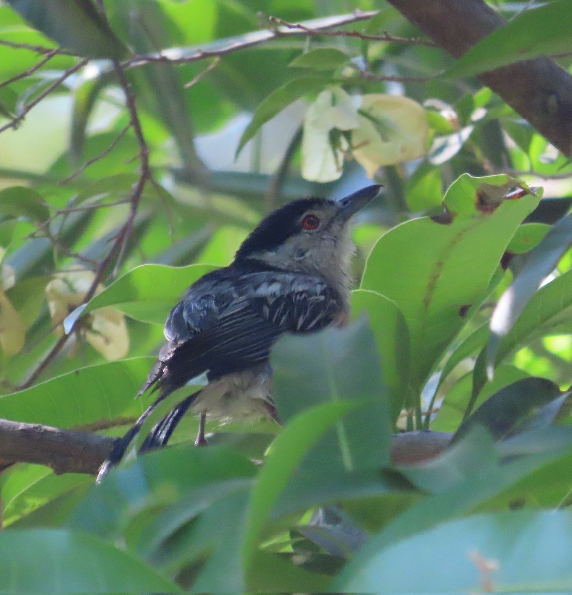 WWWings2023's tweet photo. It's the season for Shrike-like visitors: Today, a female Black-Backed #Puffback (Dryoscopus cubla), a small #Bushshrike, came to the garden. 
#Zambia #BirdsSeenIn2023 #ornithology #Naturephotography #TwitterNatureCommunity #birdwatching #birding https://t.co/W3CYmiGdbw