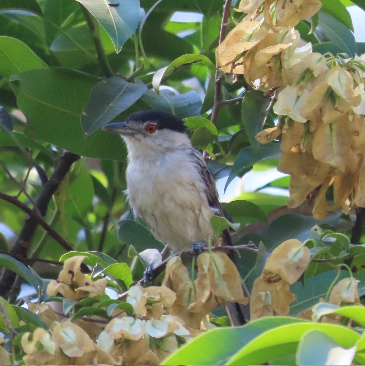 WWWings2023's tweet photo. It's the season for Shrike-like visitors: Today, a female Black-Backed #Puffback (Dryoscopus cubla), a small #Bushshrike, came to the garden. 
#Zambia #BirdsSeenIn2023 #ornithology #Naturephotography #TwitterNatureCommunity #birdwatching #birding https://t.co/W3CYmiGdbw