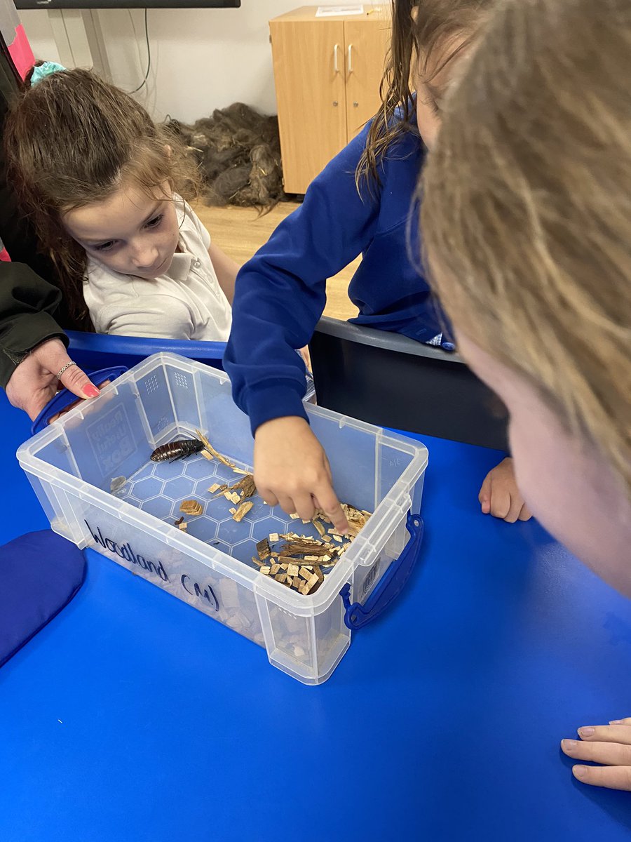 wclpsyear1's tweet photo. Wow! A very wet yet wonderful visit to the Yorkshire Wildlife Park today. Year 1 had so much fun seeing the animals and having a hands-on animal experience! #wclpsscience https://t.co/5u9ItSLwUh