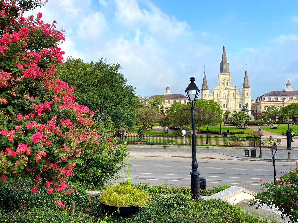 DavidMora's tweet photo. Crepe myrtle season is in full effect! 🌞🌿🩷 #NewOrleans #OnlyLouisiana https://t.co/BtWae7TTBm