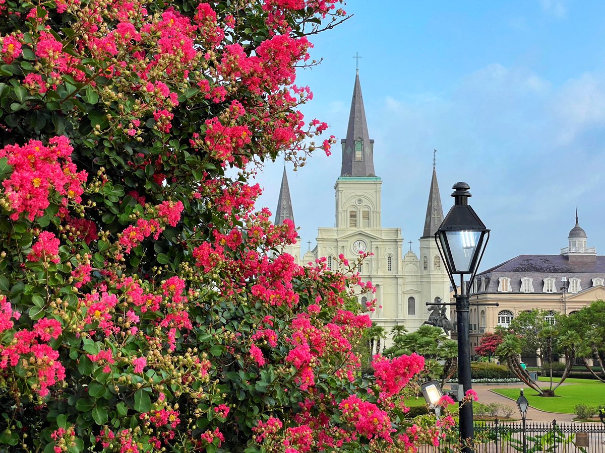 DavidMora's tweet photo. Crepe myrtle season is in full effect! 🌞🌿🩷 #NewOrleans #OnlyLouisiana https://t.co/BtWae7TTBm