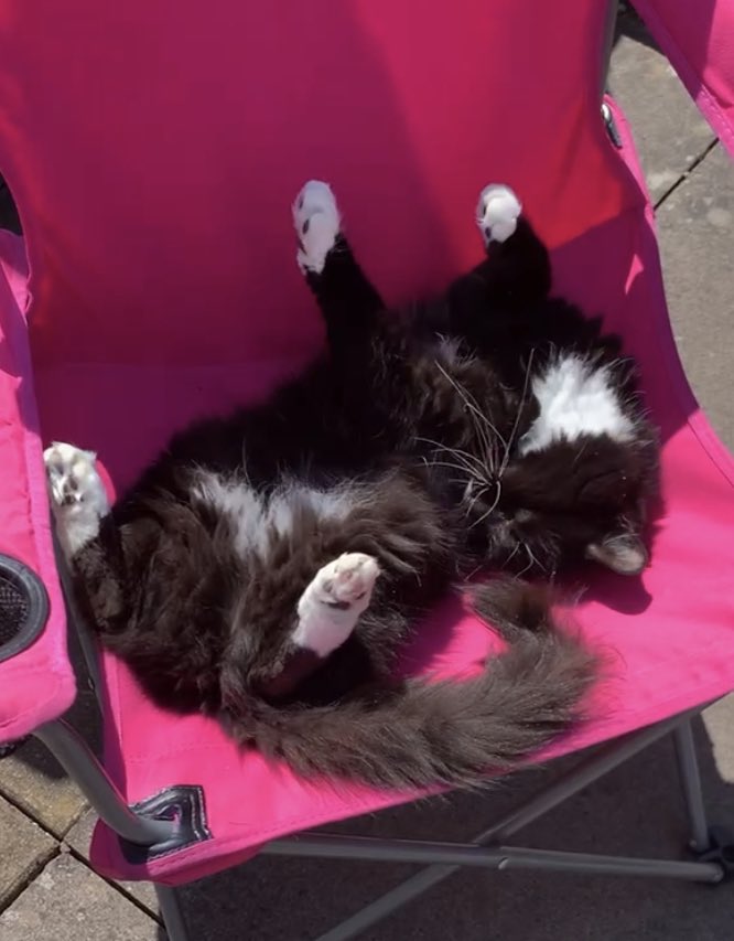 All my beans! 

#ToebeansTuesday #tuesdayvibe #CatsOfTwitter #Shropshire 

Crossing my paws I get some treats! 
The Full Floof