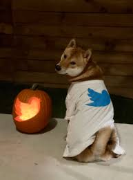 狗不理大叔Doge1 tweet media