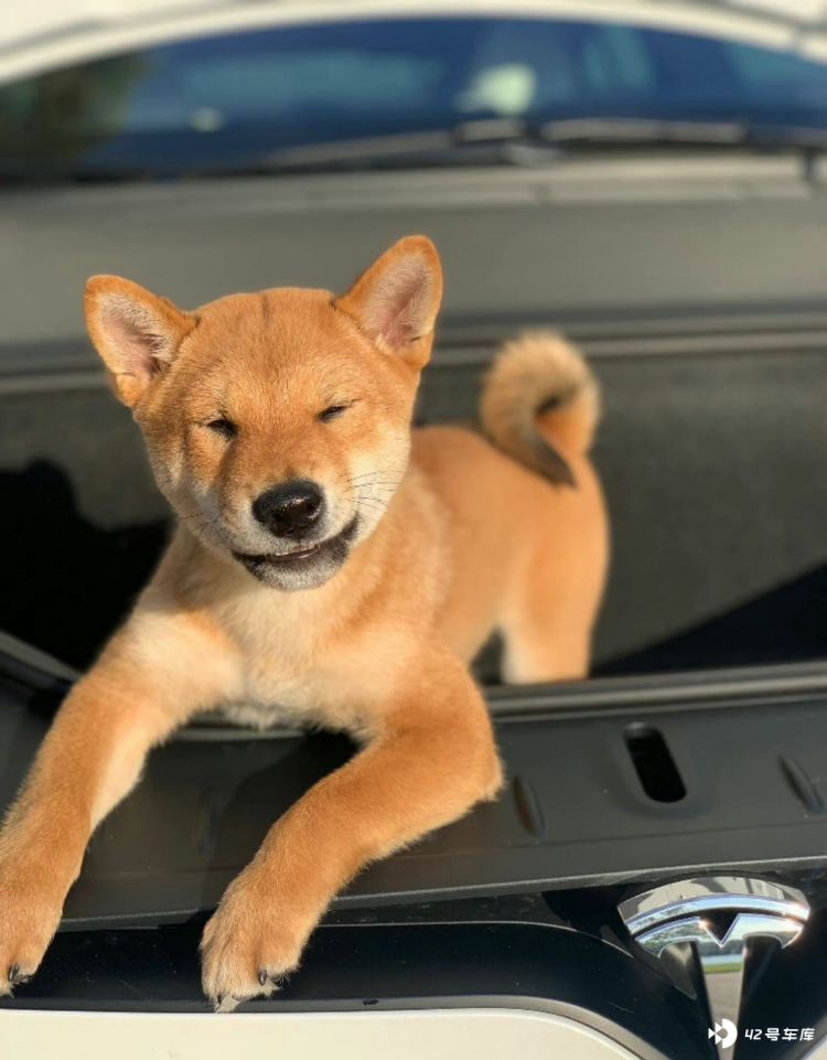 狗不理大叔Doge1 tweet media