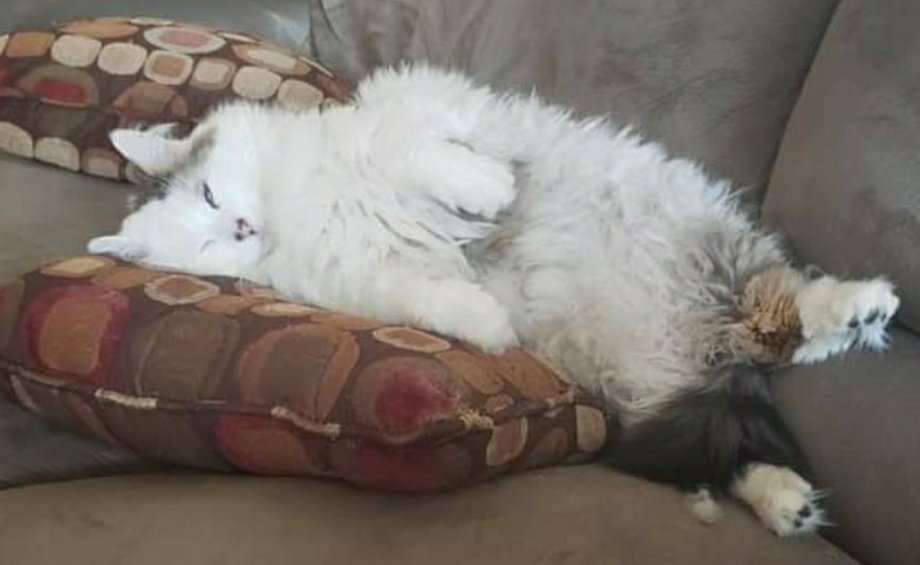 Nasty Parody of Myself Ghost_Cat_Kitty tweet media