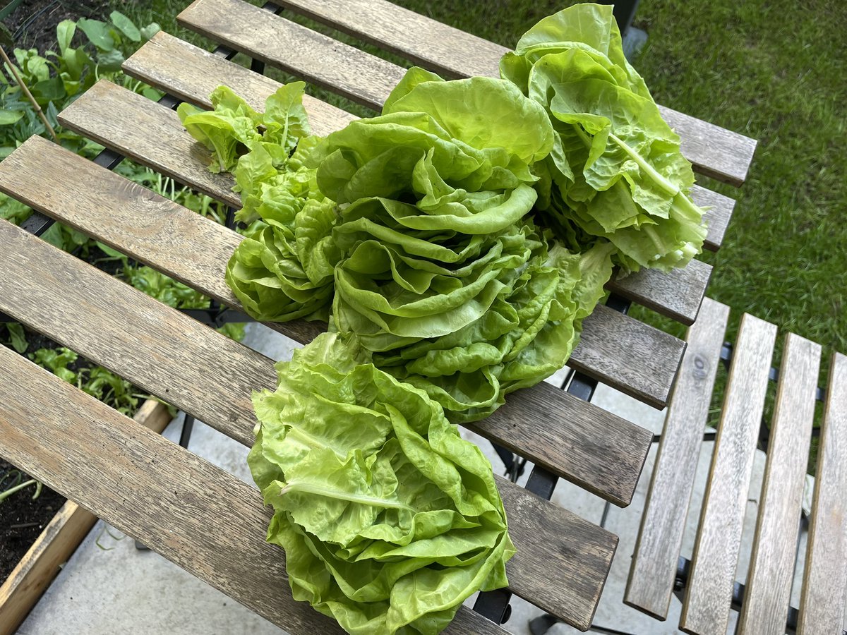 fkashtsshits's tweet photo. Harvested lettuce 🥬 #harvest #lettuce #selfsufficientgarden https://t.co/avRJgXhXzX