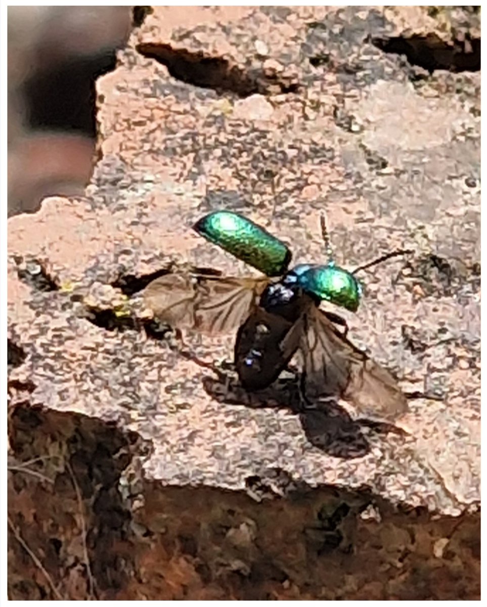joemcneillphoto's tweet photo. On the runway awaiting takeoff.1-2-3 and we have lift off!
The Green Dock Beetle (a species of Leaf Beetle) Dublin Road Newry Co. Down Northern Ireland📱🪲
#greendockbeetle #beetle #leafbeetle #insectweek #macro #macrophotography https://t.co/uFWONtEsUZ