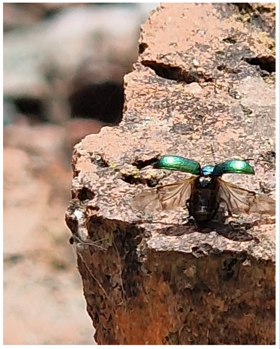 joemcneillphoto's tweet photo. On the runway awaiting takeoff.1-2-3 and we have lift off!
The Green Dock Beetle (a species of Leaf Beetle) Dublin Road Newry Co. Down Northern Ireland📱🪲
#greendockbeetle #beetle #leafbeetle #insectweek #macro #macrophotography https://t.co/uFWONtEsUZ