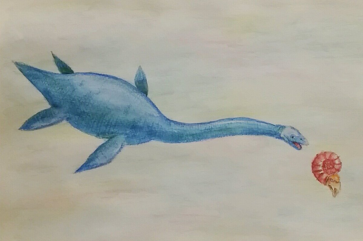 Scutello_saurus's tweet photo. ごぶさたしていました。暑さでつかれてしまい、たくさん寝るじかんで進みませんでした。ということで恐竜ではないですけど、涼しげな #首長竜 #フタバサウルス と #アンモナイト です! #アナログイラスト #古生物 #イラスト #水彩色鉛筆 #futabasaurus https://t.co/sbAW9XSpON