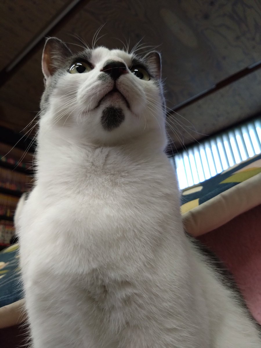 tagarashingo's tweet photo. 願いなさい💫
#なんちゃって猫神様
#reappear
#猫神様は便秘がち🤣 https://t.co/dczuEBvpDG