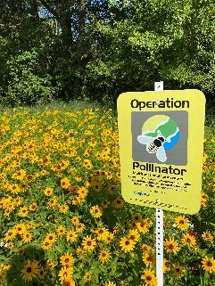 syngentacanada's tweet image. We need pollinators and pollinators need us. 🐝🦋🐞
#OperationPollinator supported farms across Canada help establish #pollinator habitats and increase #biodiversity, which means more nutritious food! #pollinatorweek