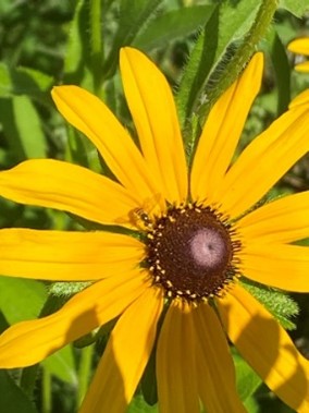 syngentacanada's tweet image. We need pollinators and pollinators need us. 🐝🦋🐞
#OperationPollinator supported farms across Canada help establish #pollinator habitats and increase #biodiversity, which means more nutritious food! #pollinatorweek