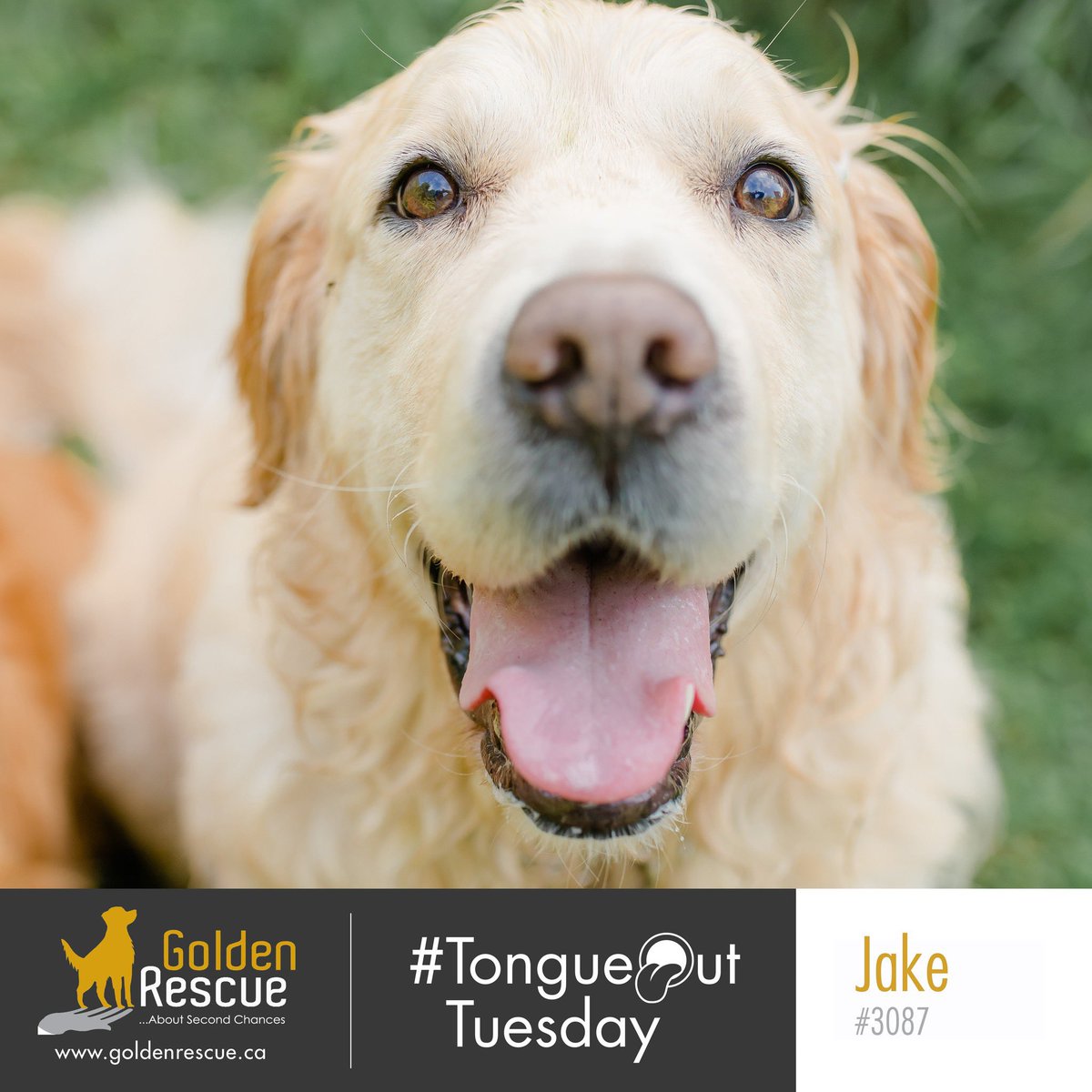 GoldenRescue's tweet photo. Handsome Jake is here to wish you a sunshiney Tuesday today!  Look at those gorgeous brown eyes!  😍

#TongueOutTuesday #adoptdontshop #goldenretriever #canadiangoldens #dogoftheday #goldenretrieversrule #rescuedog #rescue https://t.co/Dh7aLQefCi