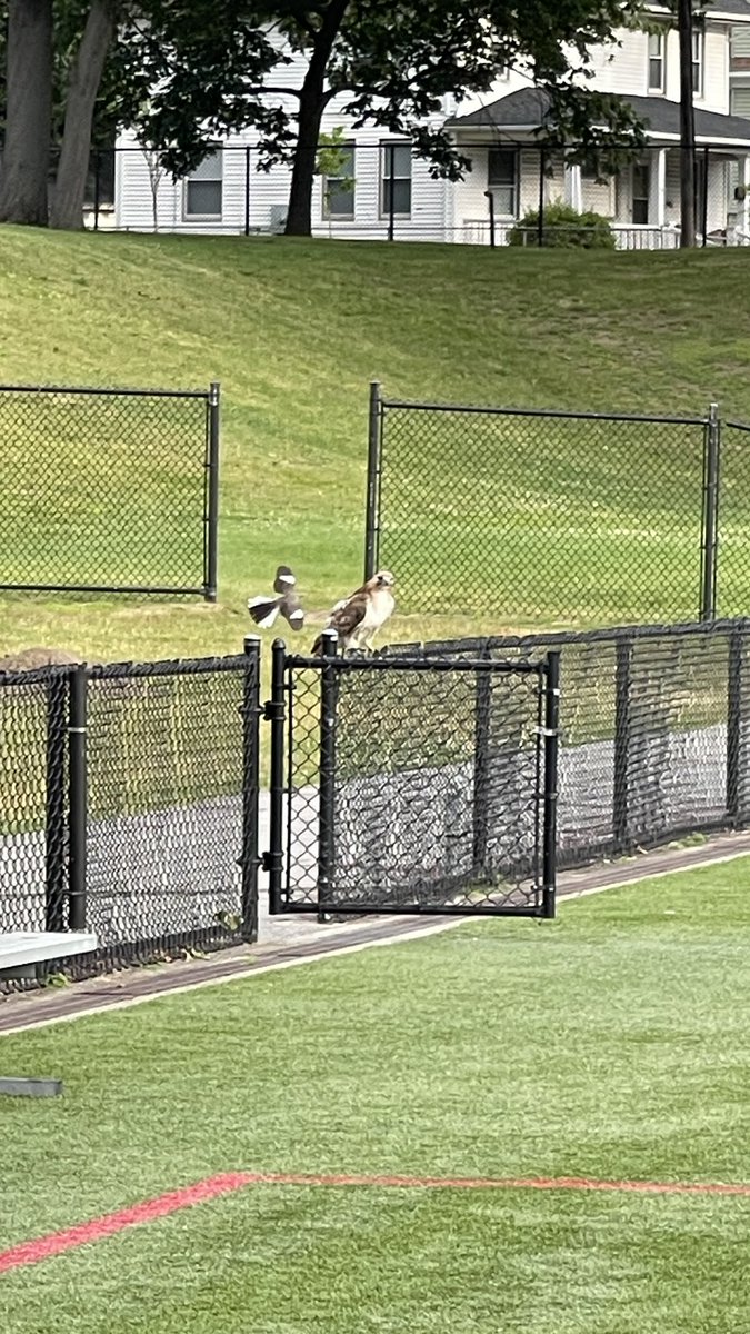NilesmLarson's tweet image. Solo shoot at Springfield College today. Hawk as my wingman….