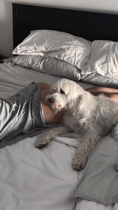 Rolo sabe cu&aacute;l es la mejor almohada de la casa 😂 https://t.co/NsXSig24kl btw mi OF baj&oacute; de precio 🤭 https://t<a href="/tag/newprofilepic"class="tags"><span>#newprofilepic</span></a>