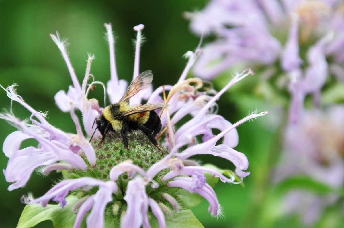pollinatorsK12's tweet photo. Happy #pollinatorweek! It's a great time to celebrate the creatures that give so much to us – and find ways to give back! Read our blog post and learn how to take action to help Rusty Patched Bumble Bees: https://t.co/My6lGsRXsy
📷 U.S. Fish and Wildlife Service - Midwest Region https://t.co/TV4K3DzLjU