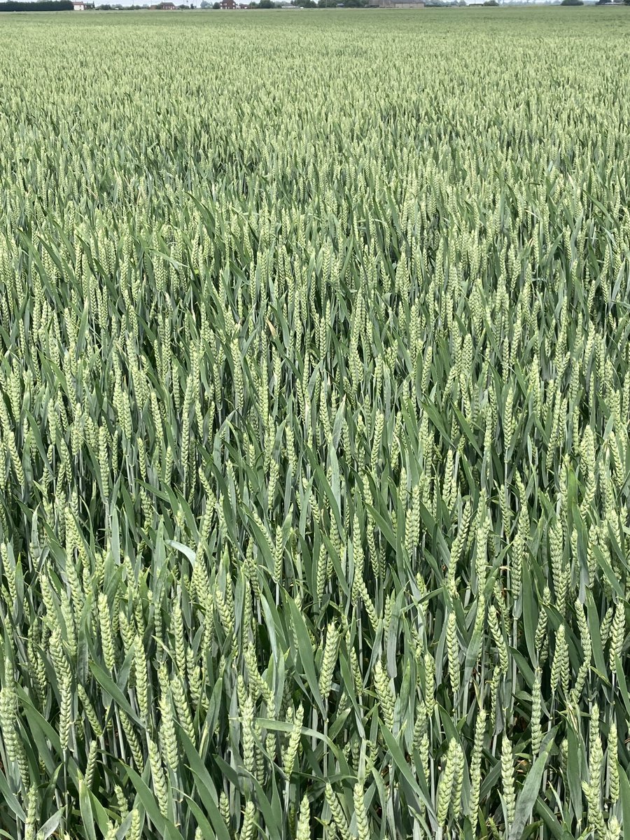 David Paul Rushmer (@davidprushmer) on Twitter photo ā¦@Hutchinsons_Agā© ā¦<a href="/ragtseedsuk/">RAGT Seeds UK</a>ā©. 22 hectares RGT Grouse growing as seed crop for ā¦<a href="/DaltonSeeds/">Dalton Seeds</a>ā© at Terrington St Clement. I didnāt rate it in February/March but it has surprised me by how it looks now! BYDV resistant variety so could be useful in aphid hotspots ā¦@Hutchinsons_Agā© ā¦<a href="/ragtseedsuk/">RAGT Seeds UK</a>ā©. 22 hectares RGT Grouse growing as seed crop for ā¦<a href="/DaltonSeeds/">Dalton Seeds</a>ā© at Terrington St Clement. I didnāt rate it in February/March but it has surprised me by how it looks now! BYDV resistant variety so could be useful in aphid hotspots