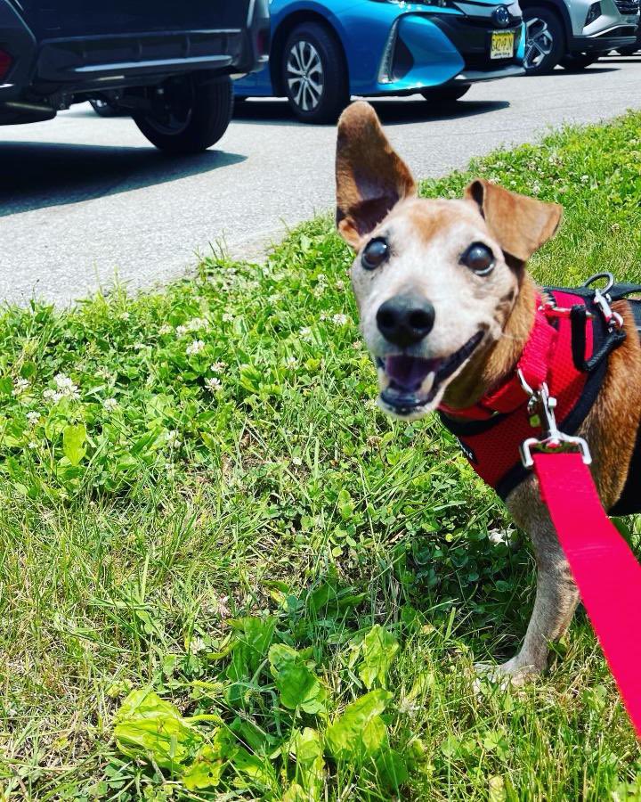 Senior Rhino's adopter, Jennifer has updates'RJ is doing great. Settling right in and making new kitty friends. He has been super sweet and patient with us as we try to get a nice routine going. He is a very loving guy and he does snore very loudly.'

#seniordog #foreverfamily