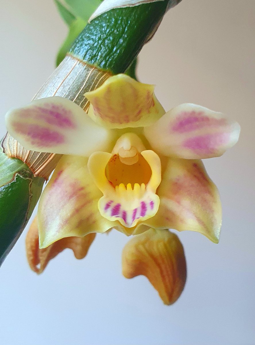 fiocchi25's tweet photo. Chysis bruennowiana 🌱
first flowering
#orchide #Chysis #passionorchids https://t.co/5s2VQSHB5C