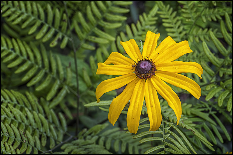 Susan Amongst the Ferns fine art print. Available at bob-decker.pixels.com/featured/susan…

#AYearForArt #BuyIntoArt #wildflower #naturephotography #fineart #wallart #fineartphotography #photography #macrophotography #flower #blackeyedsusan #art #woodland #forest