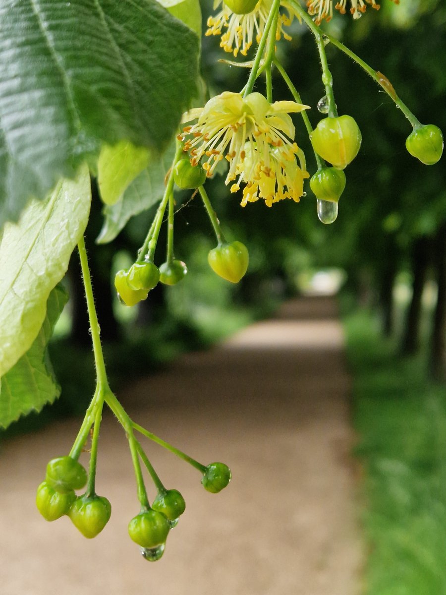 PenshurstPlace's tweet photo. Rain or shine, the luscious Lime Walk is a serene and shady retreat, and right now there's the added delight of its delicately fragrant flowers!
#TreesOfTheWeek #HistoricGardens https://t.co/wK3E4yJFp9