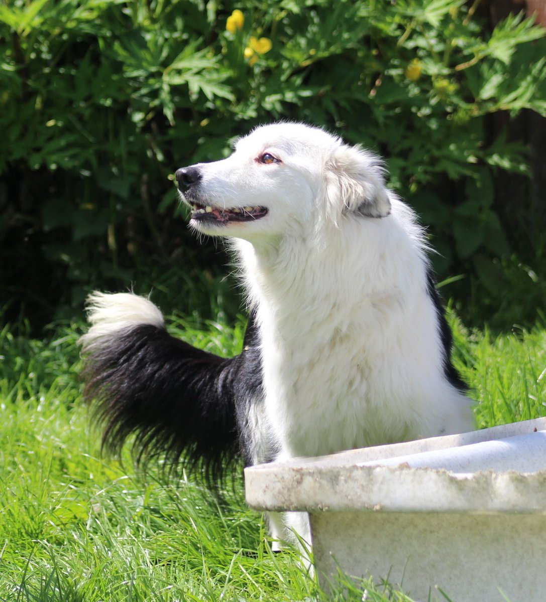 FOSTBCrescue's tweet image. In this heat, the dogs are happiest by the pool, as I'm sure we all wish we were!😂🐾 
#paddlingpool #rescuedogs #summer #funinthesun