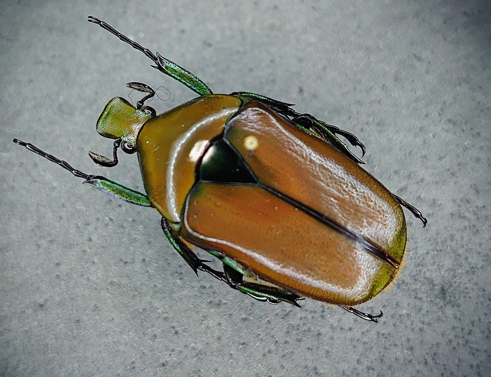○○チャイロカナブン宮古島亜種10♂♂○○昆虫 甲虫 虫 クワガタ