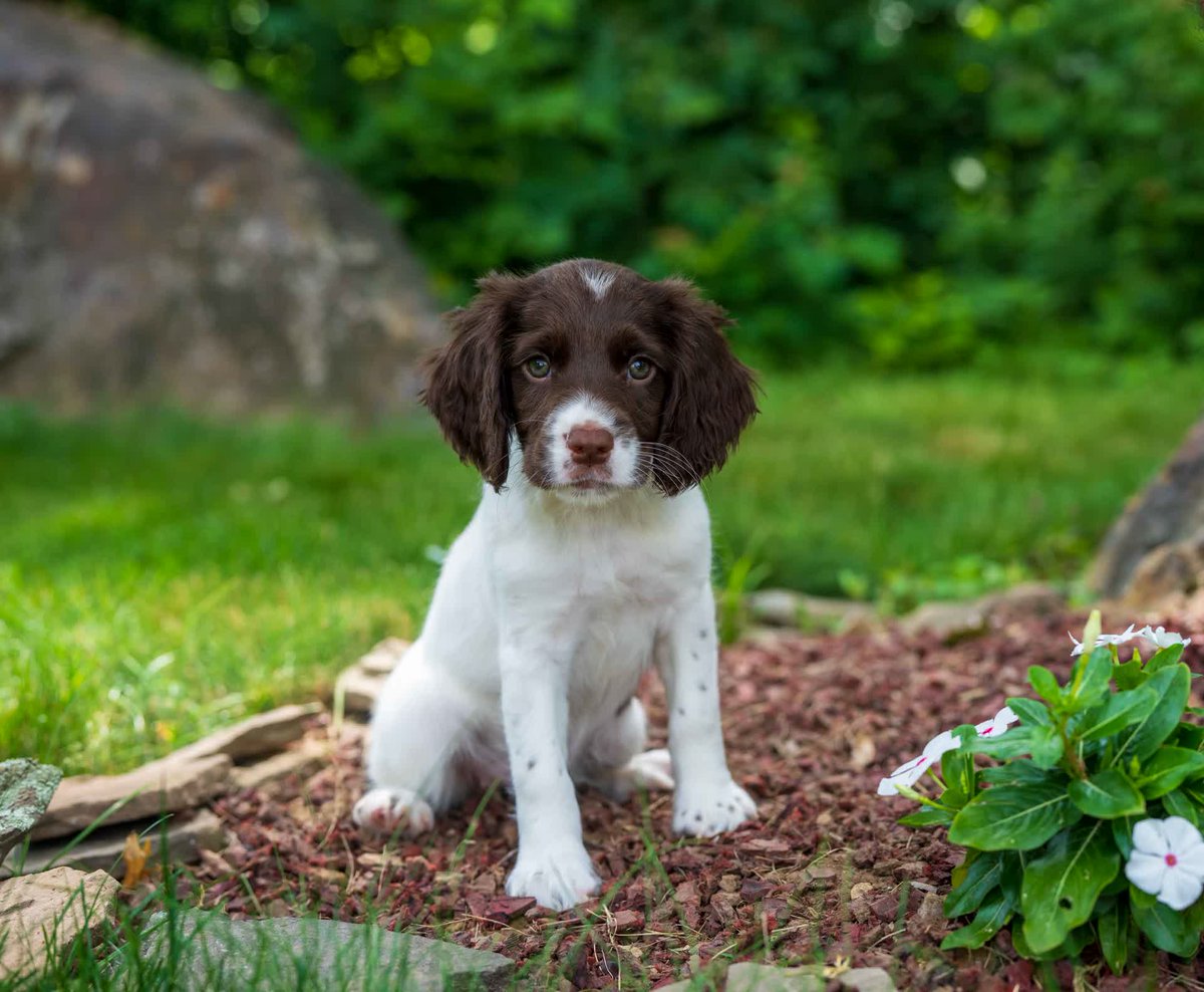 GundogsOnline's tweet photo. They don't get much cuter than this one here!  She is the complete package.  

Give us a call at 203-518-0549.  Follow, Like, and Share! https://t.co/kt47b172zA
