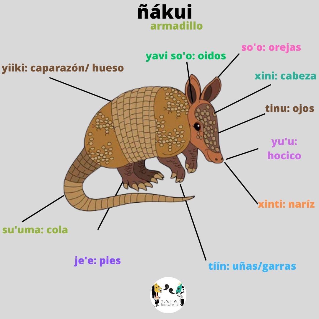 Monografía de armadillo en Tu’un Savi - Santo Tomás Ocotepec, Tlaxiaco, Oaxaca.
Pueden apreciar mi trabajo en: 
facebook.com/profile.php?id…