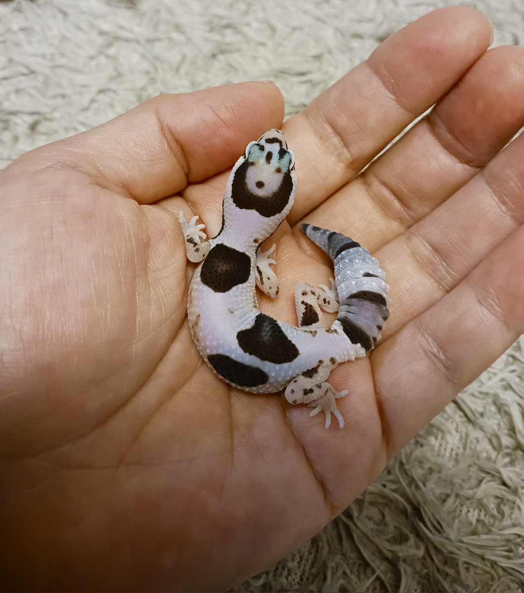 ayaboo5659's tweet photo. 子守り中🦎 https://t.co/TvfNWcCm1v