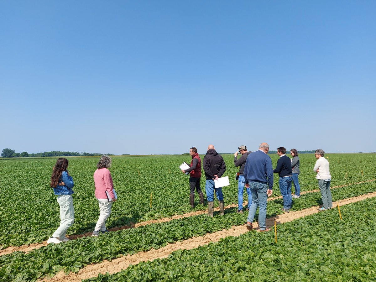 #LesLégumiersDeDemain

Visite de #parcelles d’essais d’#expérimentationde #légumes de #PleinChamp

📢 L’Interprofession UNILET a organisé le 2 juin une visite de plusieurs essais en 📍Hauts-de-France  
#Thread👇 1/6