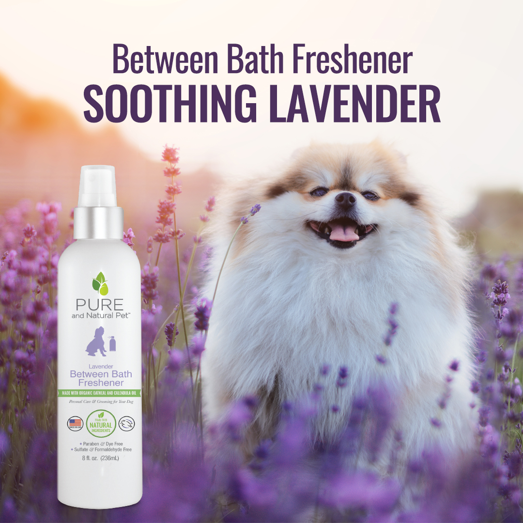 Purenaturalpet's tweet photo. It's ahhhh-mazing. Freshen in an instant! Our in-between Bath Freshener extends bath time with a relaxing Lavender scent. Also available in a clean Fresh Cotton and Lime Verbena scent. 😍🐾👍  #Dogs #DogsOfInstagram
https://t.co/P9VjnhfBc4 https://t.co/ECkcBjWXB2