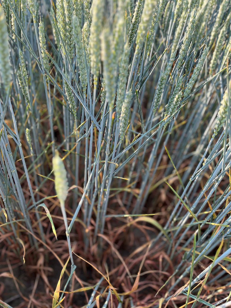 De tarwe vindt het op sommige percelen ook niet grappig meer. Het vlagblad is verschrompeld door de droogte...