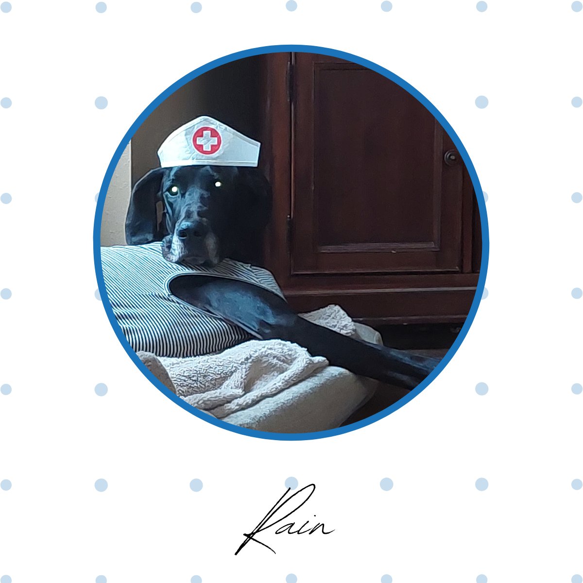 Today we are introducing Rain - she belongs to Trevor, our COO! 

If you don't like #aom you don't like #pupppies.

#aom #aompartner #wedoitforlife #ITsales #officedogs #IT #lifecyclemanagement