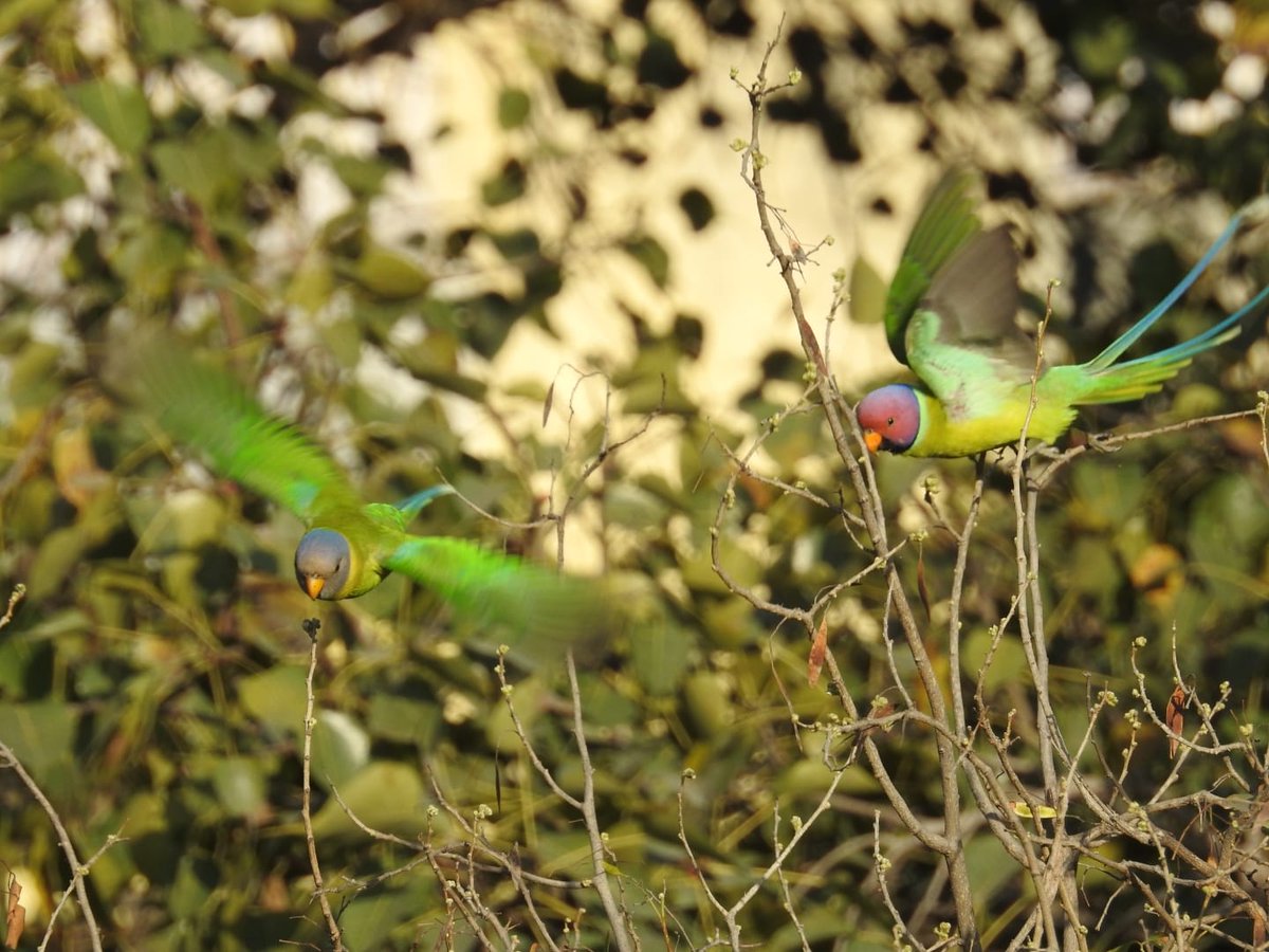 Plum-headed parakeets.
Plum is potentially my favourite colour of all, so jewel-toned, so warm.
#VIBGYORinNature #indiaves