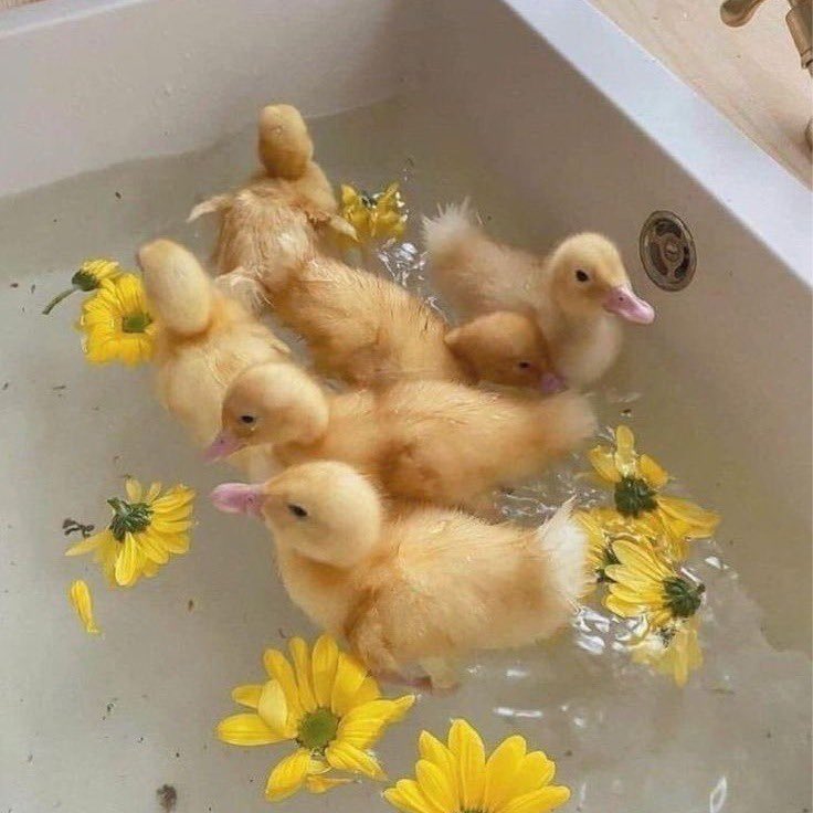 matcha_fawn's tweet photo. the sweet heat of summer days 🌼 https://t.co/yeEzFrD3Cd