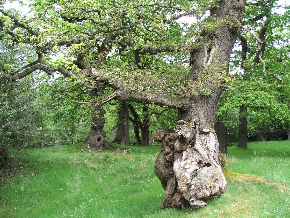For #thicktrunktuesday some of the gorgeous Dalkeith Old Oaks. I've built a ring-width chronology from deadwood here (#hessupported) which spans AD 1569-2010 and is a crucial building block for a long oak chronology to use in cultural heritage dendro dating in SE Scotland #SESOD