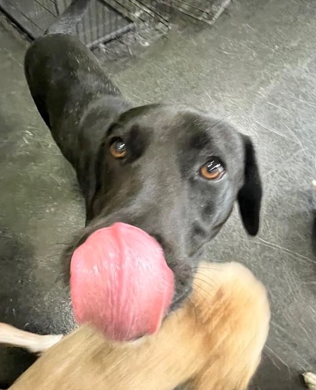 Dinger the Dog tweet media