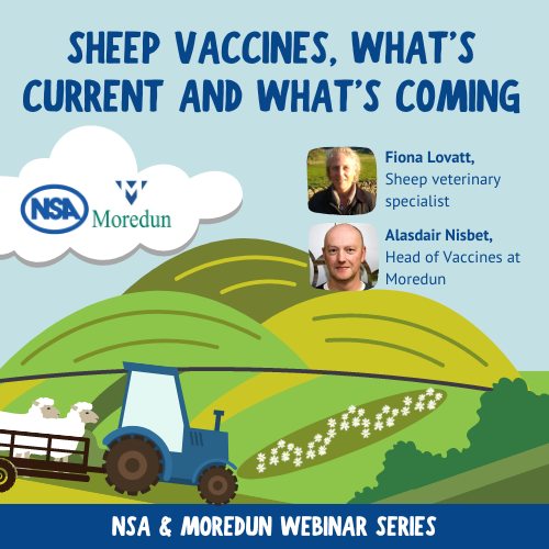 natsheep's tweet photo. Just 1 week to go until the NSA &amp; @MoredunComms webinar!🐑💉

🗣Fiona will outline the current use of vaccines

🗣Alasdair will look at what vaccines are in the pipeline for commercialisation and those in research

Register to attend👇
https://t.co/D0Kj67quHT

⭐️Collect 1 RoSA https://t.co/i38cb0VEmS
