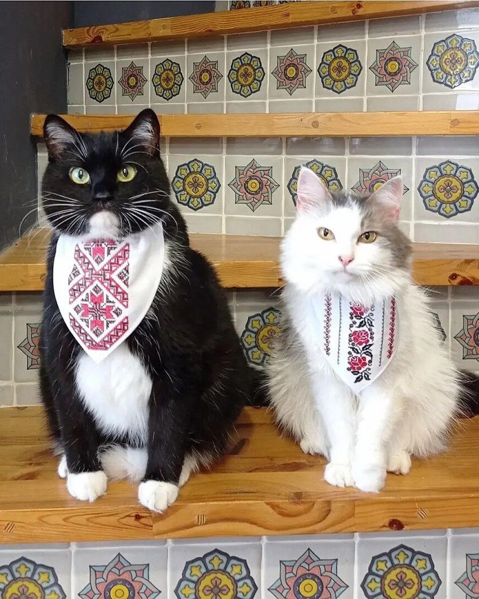 veselkanyc's tweet photo. #repost @nadiiaworld
Meow Forces of Ukraine 📷
#ukraine #traditionalukraineclothing #cats #instacats #catsofukraine #catcostumes #ukrainian #standwithukraine #veselkanyc https://t.co/GSUj6pnlmi