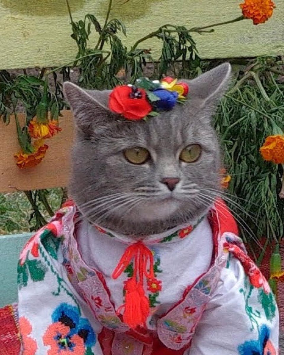 veselkanyc's tweet photo. #repost @nadiiaworld
Meow Forces of Ukraine 📷
#ukraine #traditionalukraineclothing #cats #instacats #catsofukraine #catcostumes #ukrainian #standwithukraine #veselkanyc https://t.co/GSUj6pnlmi