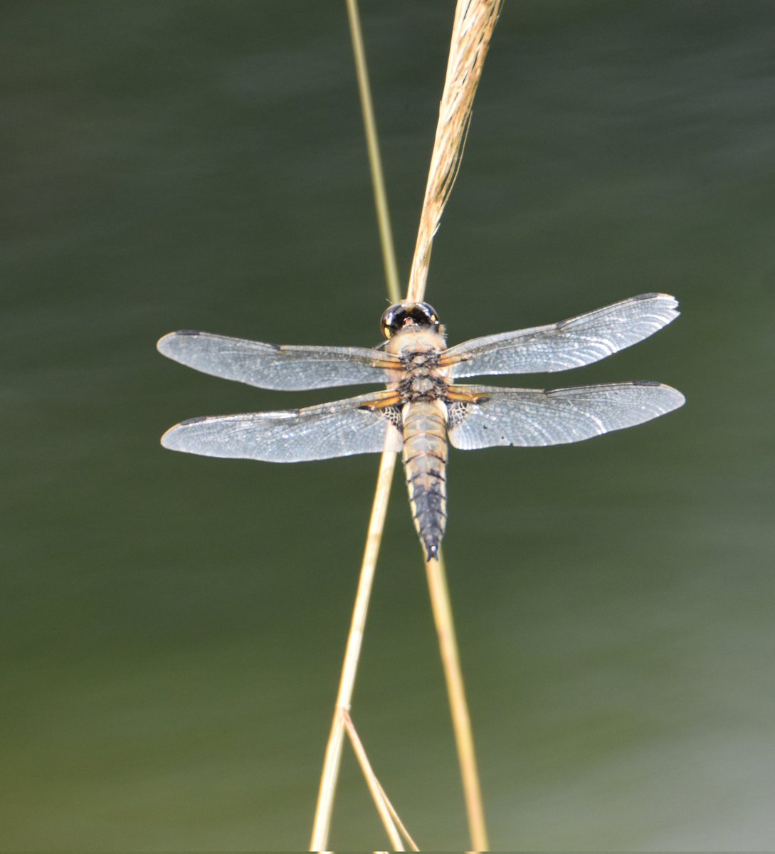 Dragon fly,newtownmountkennedy. #vmweather #ThePhotoHour #nature #Dragonfly #wicklow #Ireland