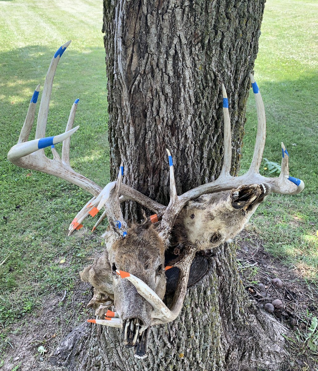 BmNation's tweet photo. Deadlock ☠️ 
Mother Nature often isn't pretty, nor is she gentle. Jim Woodward from Washington County, Indiana found these locked heads and brought them to scorers Steven Taylor and Kevin Bateman, who measured them for BTR. The larger of the two scored out at 171 4/8 inches. https://t.co/DJWag6XvSN