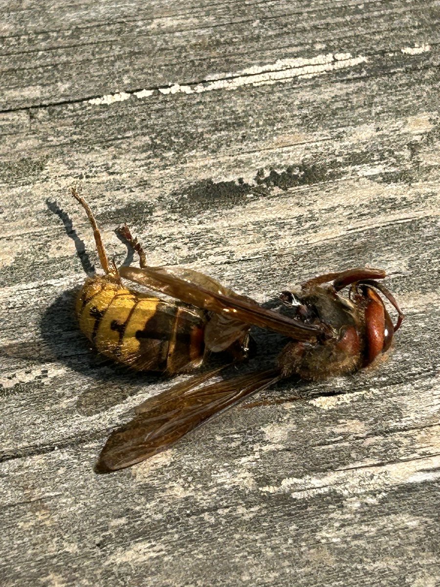 What kind of wasp is this?