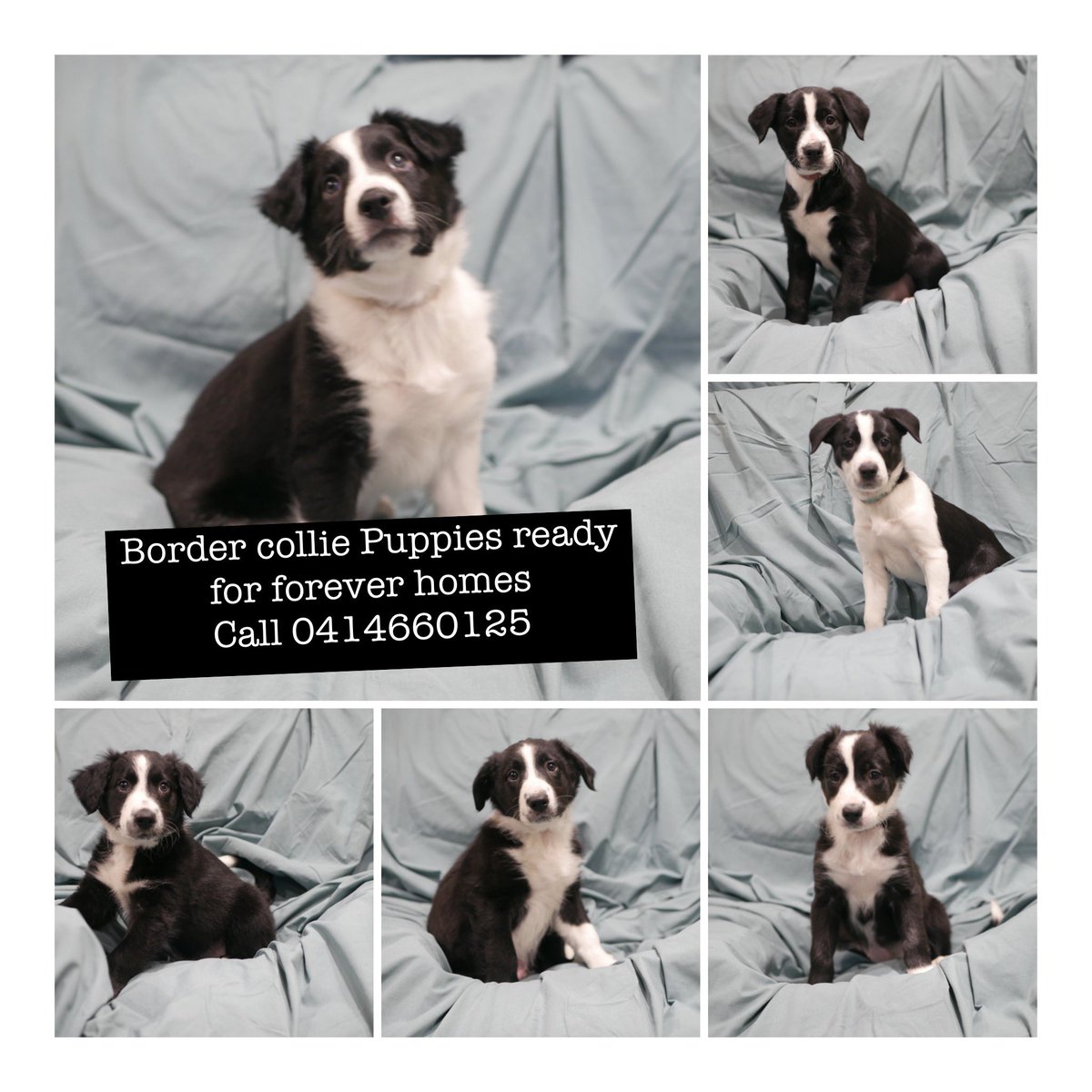 trevmil's tweet photo. Puppies looking for homes please PM if interested https://t.co/2thltK4NsO