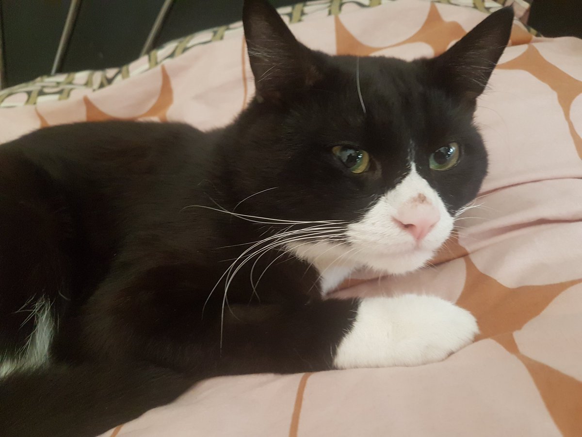 Anna_rose00's tweet image. Just a update to say Binx is now back to himself again &amp;amp; fully recovered. Hes been real spoilt though 😌
#Binx #CatsOfTwitter #CatsAreFamily #catlovers