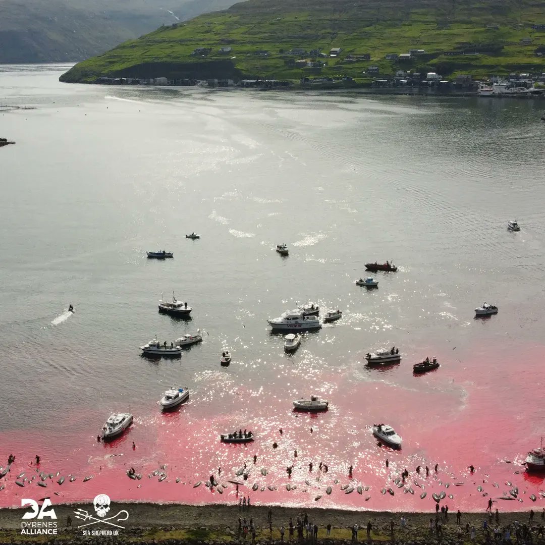 Islands fiskeriminister, Svandís Svavarsdóttir, har I DAG besluttet af stoppe jagten på hvaler denne sommer - vi kan godt skabe forandring, når vi står sammen!

❌ Dyrenes Alliance mener, at traditionen bør afskaffes helt.

📸 fotokredit: @seashepherduk

#grind #island