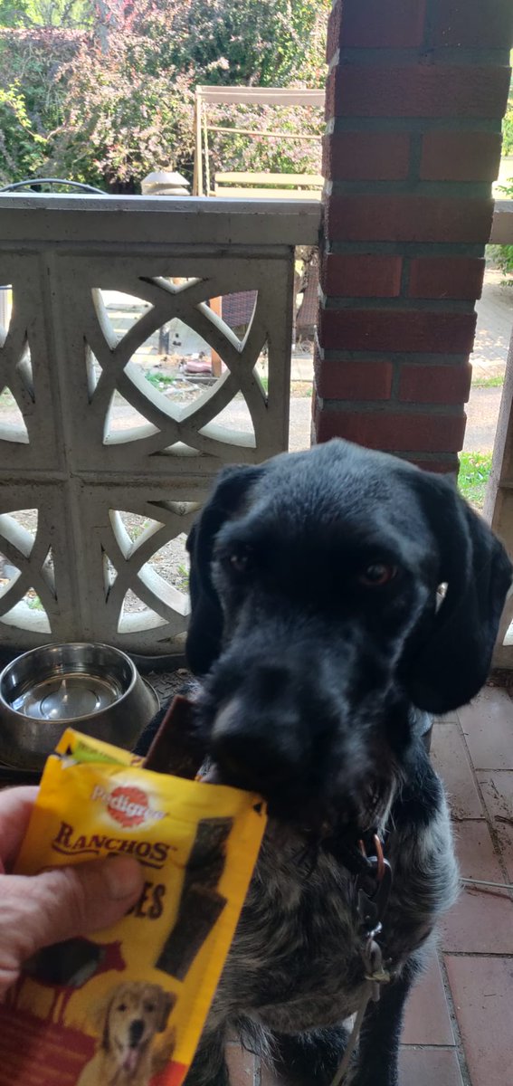 juha_wallenius's tweet image. Yhteistyössä Pedigreen kanssa, Thor sai maistaa laatu herkkua. Meni hetkessä parempiin suihin. 🐕🐶
#pedigreebuzz #dogsnacks #naturalsnacks #dogsinnature #koirankanssaulkona #pedigreesnacks #naturaldogfood #buzzador