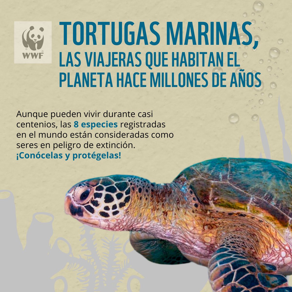 WWFColombia's tweet image. Las tortugas marinas son reptiles de sangre fría que habitan nuestro planeta hace millones de años y que hacen recorridos extraordinarios para mantener su especie 🌊🐢
Conoce algunos datos de la especie 👇